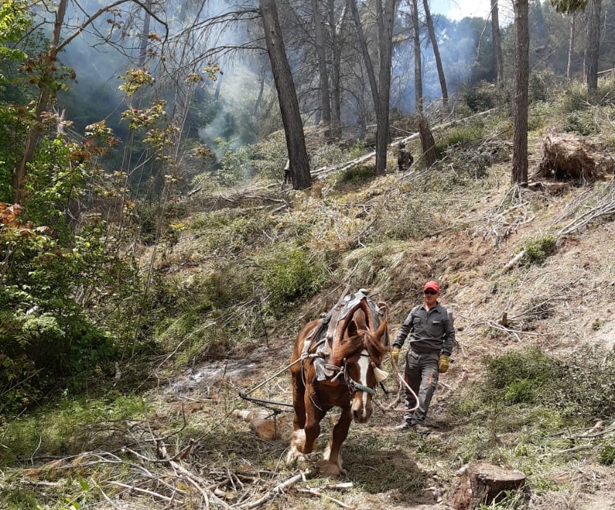 caballo-pinar