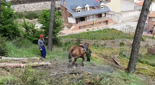 caballo-pinar